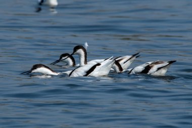 A pied avocet (Recurvirostra avosetta) seen in the wetlands near Airoli in New Bombay in Maharashtra, India