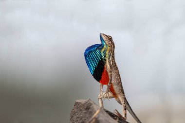 Sarada superba, süper büyük fan boğazlı kertenkele, çiftleşme mevsiminde dişiyi cezbetmek için muhteşem bir çiğ tanesi gösterisi yapan kertenkele türüdür.