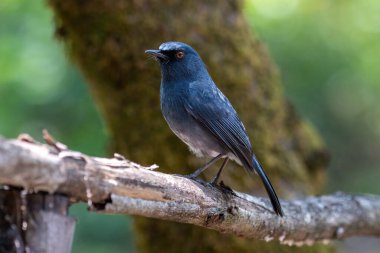 Beyaz karınlı mavi bülbül (Sholicola albiventris) veya Hindistan, Kerala yakınlarındaki Eravikulam Ulusal Parkı 'nda gözlemlenen beyaz karınlı sholakili