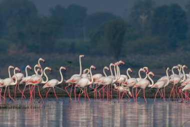 Hindistan 'ın Maharashtra kentindeki Yeni Bombay' da Airoli yakınlarında görülen büyük bir flamingo sürüsü (Phoenicopterus roseus).