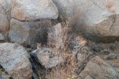 A cub sitting along with its mother in the granite hills of Jawai near Bera in Rajasthan, India