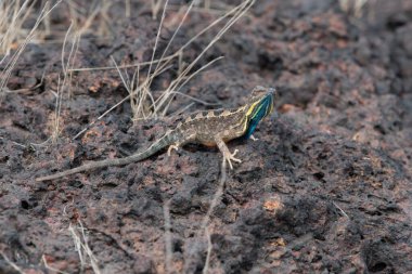 Sarada superba, süper büyük fan boğazlı kertenkele, çiftleşme mevsiminde dişiyi cezbetmek için muhteşem bir çiğ tanesi gösterisi yapan kertenkele türüdür.