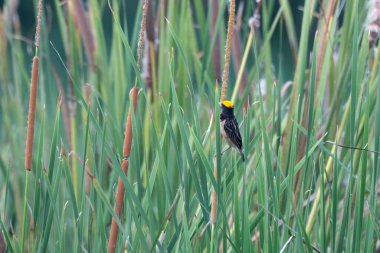 Hindistan, Maharashtra 'da Virar yakınlarındaki bataklıklarda gözlemlenen Bengal dokumacı (Ploceus benghalensis) olarak da bilinir.