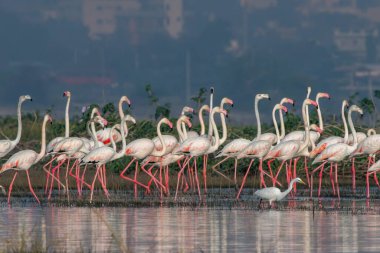 Hindistan 'ın Maharashtra kentindeki Yeni Bombay' da Airoli yakınlarında görülen büyük bir flamingo sürüsü (Phoenicopterus roseus).