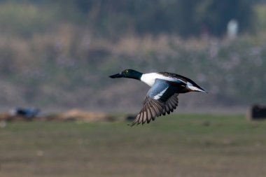 Northern shoveler (Spatula clypeata) in flight spotted at Bhigwan in Maharashtra, India