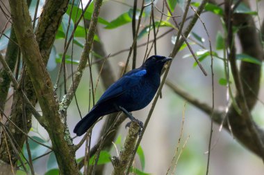 Malabar whistling thrush (Myophonus horsfieldii) observed in Munnar in Kerala, India