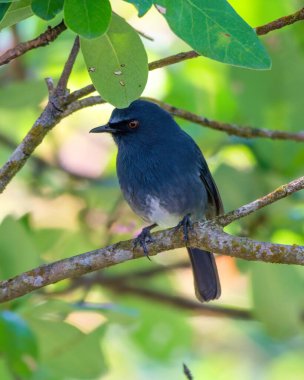 Beyaz karınlı mavi bülbül (Sholicola albiventris) veya Hindistan, Kerala yakınlarındaki Eravikulam Ulusal Parkı 'nda gözlemlenen beyaz karınlı sholakili