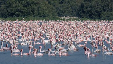 A huge flock of greater flamingos (Phoenicopterus roseus) seen in the wetlands near Airoli in New Bombay in Maharashtra, India