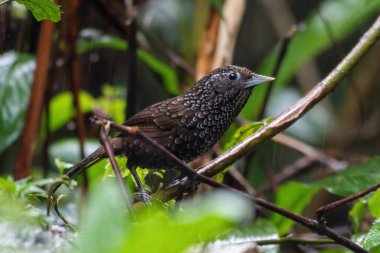 Cachar wedge-billed babbler or chevron-breasted babbler (Stachyris roberti) spotted in Mishmi Hills in Arunachal Pradesh in India