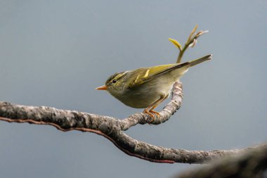 Blyth 'in yaprak bülbülü (Phylloscopus regüloides) Hindistan' ın Arunachal Pradesh kentindeki Mishmi Hills 'te gözlemlenmiştir.
