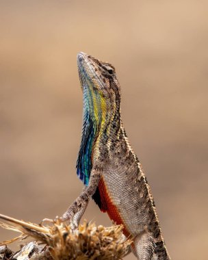 Fan boğazlı kertenkele, kertenkele türünün çiftleşme mevsiminde dişiyi cezbetmek için mükemmel bir yelpaze gösterisi yapar.