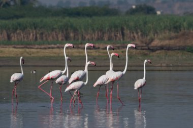 A huge flock of greater flamingos (Phoenicopterus roseus) seen in the wetlands near Airoli in New Bombay in Maharashtra, India