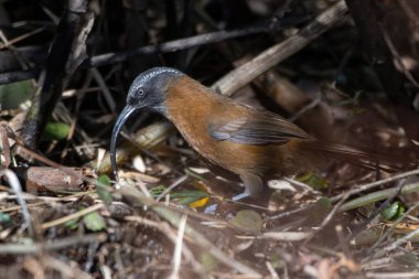 Hindistan 'ın Kuzey Sikkim kentinde Lachen yakınlarında ince gagalı Scimitar gevezeliği (Pomatorhinus superciliaris) fotoğraflandı.