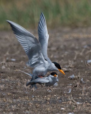 Hindistan, Maharashtra 'da Bhigwan' da çiftleşen bir çift nehir kırlangıcı.