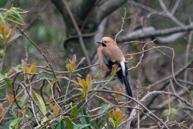 Eurasian jay (Garrulus glandarius) spotted in Mishmi Hills in Arunachal Pradesh, India