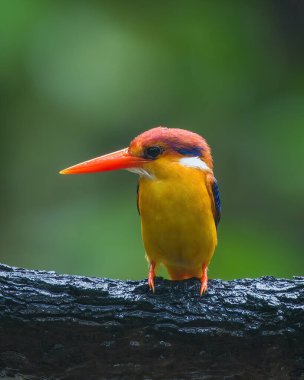 Doğulu cüce Kingfisher (Ceyx erithaca), Hindistan 'ın Maharashtra kentindeki Karnala' da yağmurda bir dalda oturan üç parmaklı kralbalıkçı olarak da bilinir.