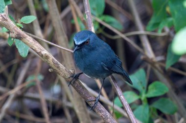 Beyaz karınlı mavi bülbül (Sholicola albiventris) veya Hindistan, Kerala yakınlarındaki Eravikulam Ulusal Parkı 'nda gözlemlenen beyaz karınlı sholakili