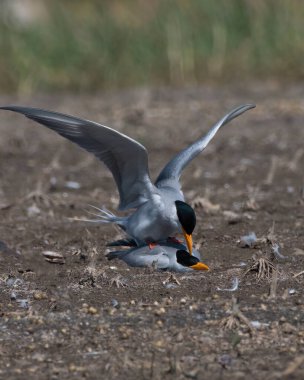 Hindistan, Maharashtra 'da Bhigwan' da çiftleşen bir çift nehir kırlangıcı.