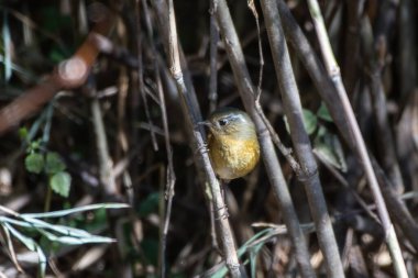 Ormandaki ağaçtaki kuş