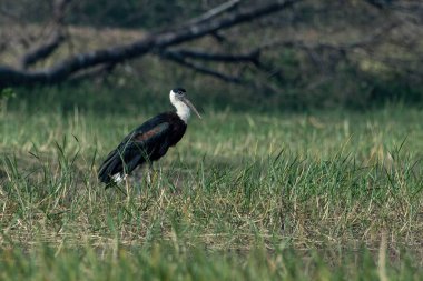 Woolly-necked stork or white-necked stork (Ciconia episcopus) feeding in the grass at Bhigwan in Maharashtra, India