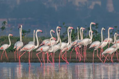 Büyük Flamingo sürüsü Hindistan Maharashtra 'daki Bhigwan' da uçmaya hazırlanıyor.
