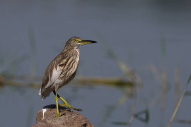 Indian pond heron or paddybird (Ardeola grayii) spotted at Bhigwan in Maharashtra, India