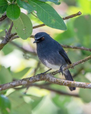 Beyaz karınlı mavi bülbül (Sholicola albiventris) veya Hindistan, Kerala yakınlarındaki Eravikulam Ulusal Parkı 'nda gözlemlenen beyaz karınlı sholakili