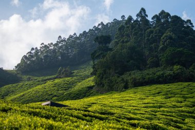 Beautiful panoramic view of tea plantations from Kolukkumailai. It is a small village in Bodinayakanur Taluk in the Theni district of Tamil Nadu. It is home to the highest tea plantations in the world
