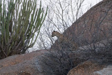 Hindistan, Rajasthan 'daki Jawai yakınlarındaki granit tepelerde görülen dişi bir leopar.