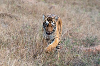 Choti Tara 'nın Subadult yavrusu Hindistan, Maharashtra' da, Nagpur yakınlarındaki Tadoba Andhari Tiger Reserve yolunda yürüyor.