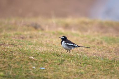 Hindistan 'ın Rajasthan kentinde Chambal nehrinin kıyısında görülen beyaz kaşlı kuyruk (Motacilla maderaspatensis).