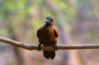 Rufous ağaçkakanı (Micropternus brachyurus) Hindistan 'ın Maharashtra kentinde çekilmiştir.