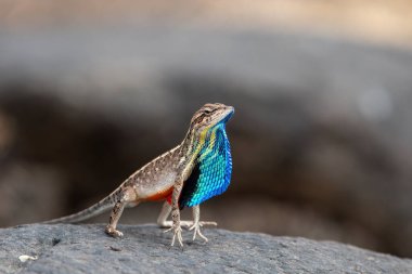 Fan-throated lizard, a species of agamid lizard gives a superb display of its fan in order to attract the female during the mating season clipart