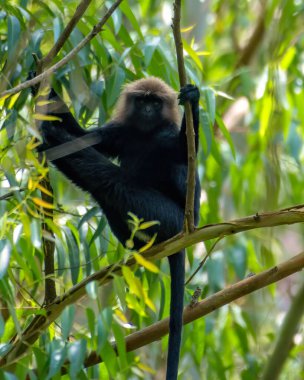 Nilgiri langur (Semnopithecus johnii) a vulnerable specie observed in Munnar in Kerala, India