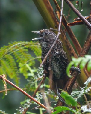 Cachar wedge-billed babbler or chevron-breasted babbler (Stachyris roberti) spotted in Mishmi Hills in Arunachal Pradesh in India clipart