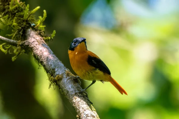 Siyah-turuncu sinek avcısı (Ficedula nigrorufa), Hindistan 'ın Kerala kentindeki Munnar kentinde fotoğraflandı.