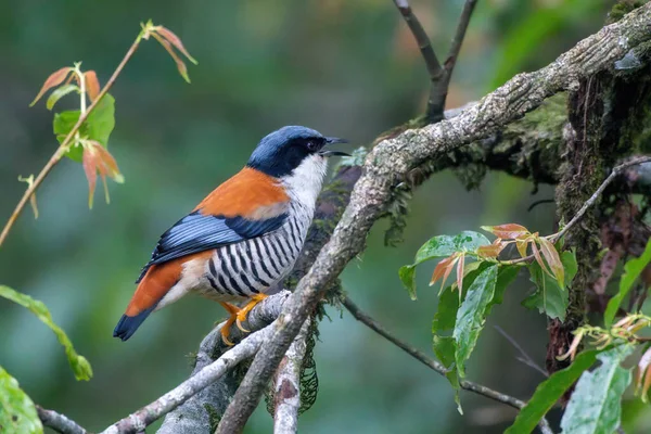 Himalayan cutia (Cutia nipalensis) observed in Mishmi Hills in Arunachal Pradesh in India 