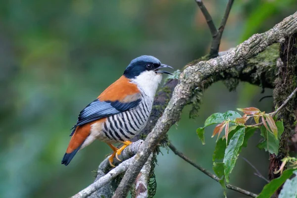 stock image Himalayan cutia (Cutia nipalensis) observed in Mishmi Hills in Arunachal Pradesh in India