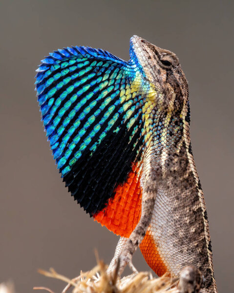 Вентиляторная ящерица, разновидность агамидной ящерицы, великолепно демонстрирует свой веер, чтобы привлечь самку во время брачного сезона.