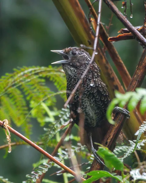 Cachar wedge-billed babbler or chevron-breasted babbler (Stachyris roberti) spotted in Mishmi Hills in Arunachal Pradesh in India