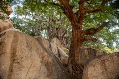 Hampi 'deki Malyavanta Tepesi' ndeki Raghunatha Tapınağı 'nın dışındaki Banyan ağacı. Vijayanagar İmparatorluğu 'nun başkenti Hampi, UNESCO' nun Dünya Mirası sitesidir..