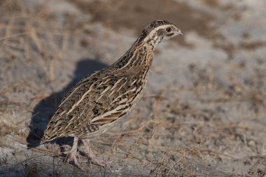 Hindistan, Rajasthan 'daki Kutch Rann of Kutch' ta ortak bıldırcın veya Coturnix coturnix veya Avrupa bıldırcını gözlemlendi.