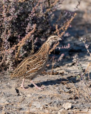 Hindistan, Rajasthan 'daki Kutch Rann of Kutch' ta ortak bıldırcın veya Coturnix coturnix veya Avrupa bıldırcını gözlemlendi.