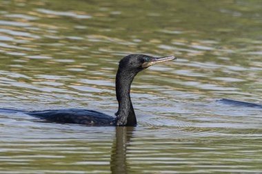 Hint karabatağı, Hint sevişmesi ya da Phalacrocorax fuscicollis Hindistan, Rajasthan 'daki Büyük Kutch Rann' ında gözlemlendi..