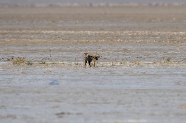 Çiftleşen bir çift Bengal tilkisi. Hindistan 'ın Gujarat kentindeki Büyük Kutch Rannında yaşayan Hint tilkisi veya Vulpes Bengalensis olarak da bilinir.