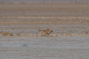 Çiftleşen bir çift Bengal tilkisi. Hindistan 'ın Gujarat kentindeki Büyük Kutch Rannında yaşayan Hint tilkisi veya Vulpes Bengalensis olarak da bilinir.