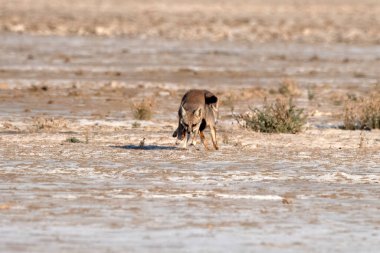 Çiftleşen bir çift Bengal tilkisi. Hindistan 'ın Gujarat kentindeki Büyük Kutch Rannında yaşayan Hint tilkisi veya Vulpes Bengalensis olarak da bilinir.