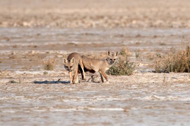 Çiftleşen bir çift Bengal tilkisi. Hindistan 'ın Gujarat kentindeki Büyük Kutch Rannında yaşayan Hint tilkisi veya Vulpes Bengalensis olarak da bilinir.