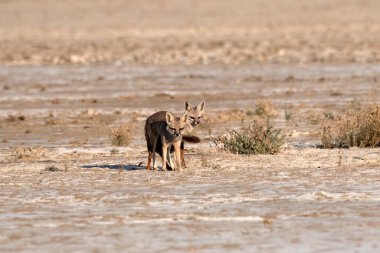 Çiftleşen bir çift Bengal tilkisi. Hindistan 'ın Gujarat kentindeki Büyük Kutch Rannında yaşayan Hint tilkisi veya Vulpes Bengalensis olarak da bilinir.