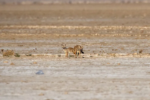 stock image Mating pair of Bengal fox also known as the Indian fox or Vulpes bengalensis in Greater Rann of Kutch in Gujarat, India